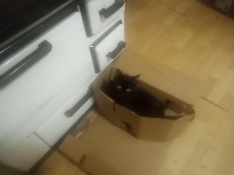 Prince Figaro of the zoza1958 family