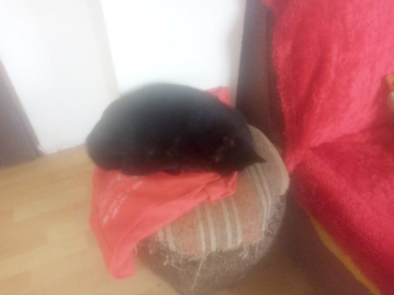 zoza1958 uploaded   17  day/s  ago