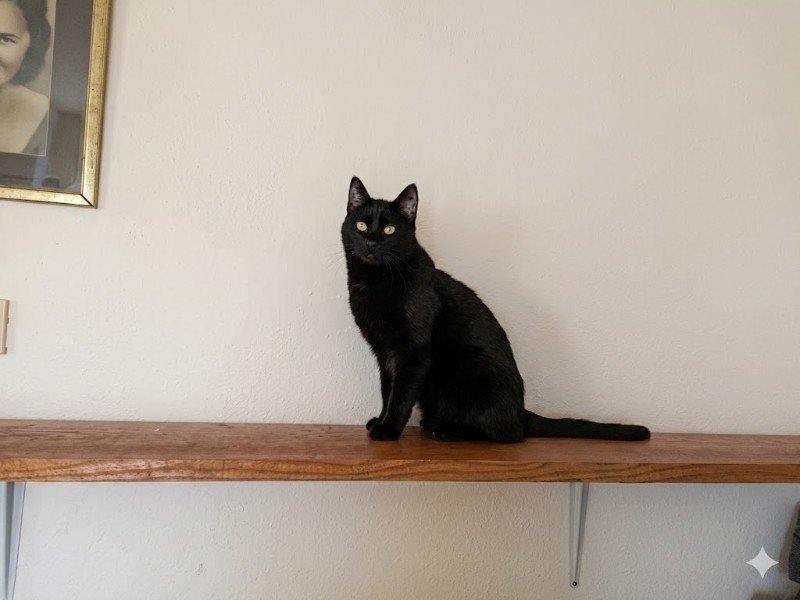 Prince Figaro of the zoza1958 family