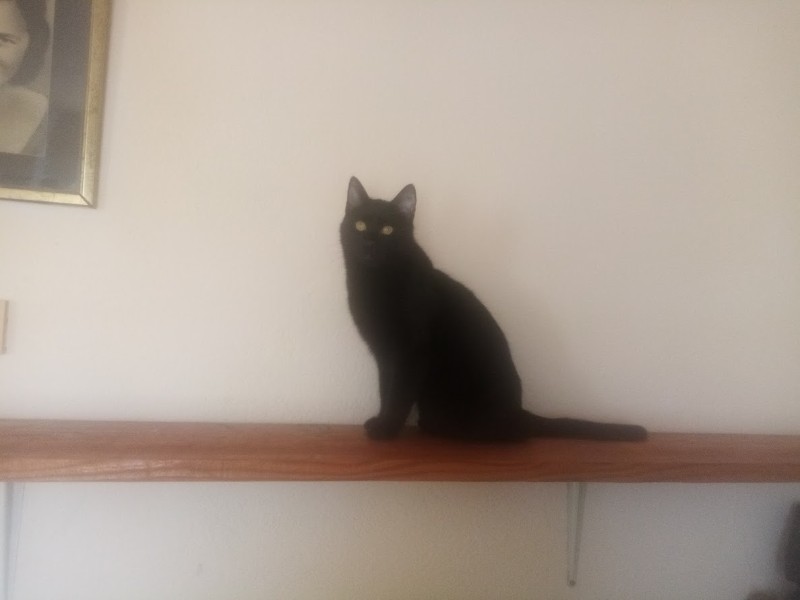 Prince Figaro(zoza1958)