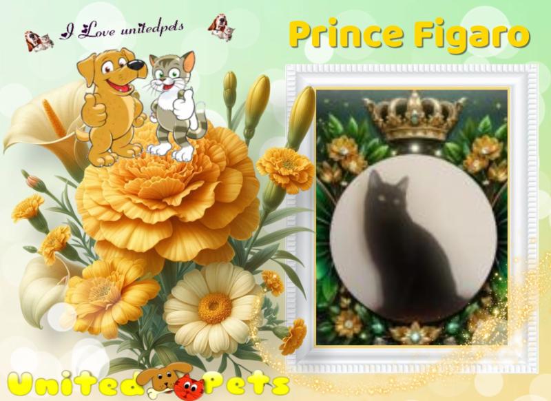 Prince Figaro of the zoza1958 family