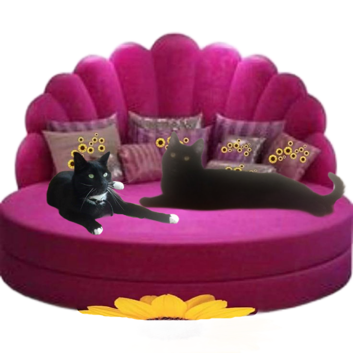 Prince Figaro of the zoza1958 family