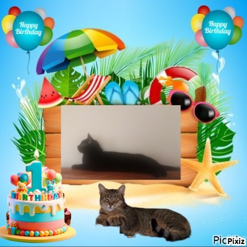 Prince Figaro of the zoza1958 family