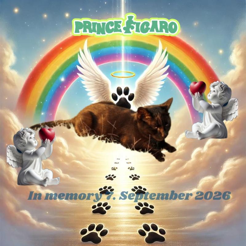 Prince Figaro of the zoza1958 family