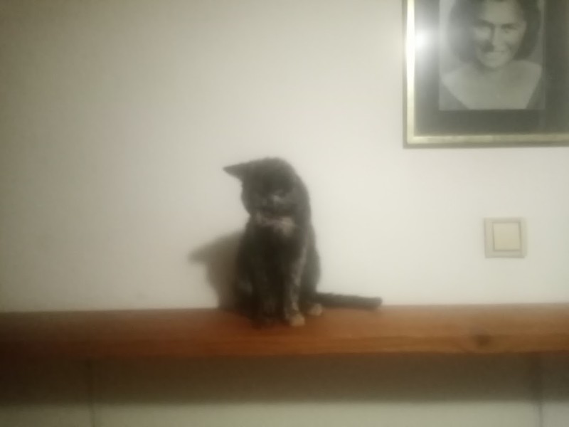 Princess Cicka of the zoza1958 family