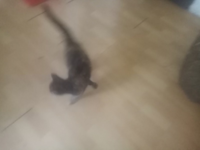 Princess Cicka of the zoza1958 family