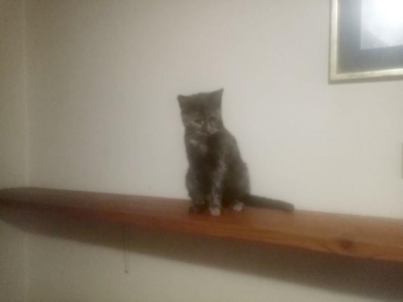 Princess Cicka of the zoza1958 family