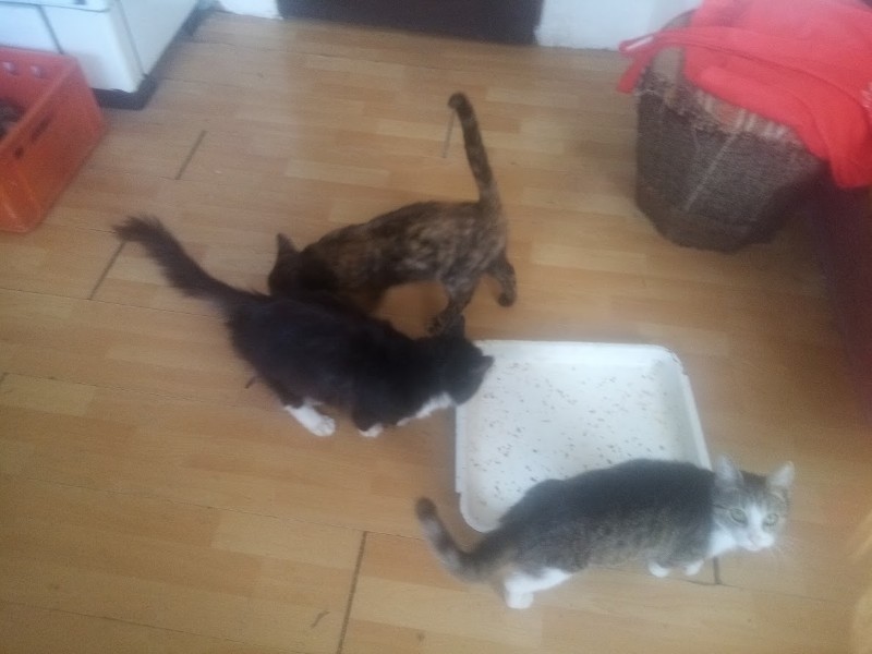 Princess Cicka of the zoza1958 family