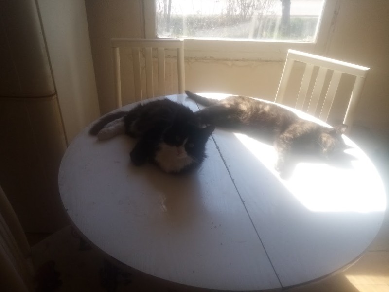 Princess Cicka of the zoza1958 family