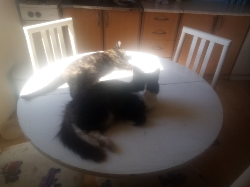 zoza1958 uploaded   16  day/s  ago