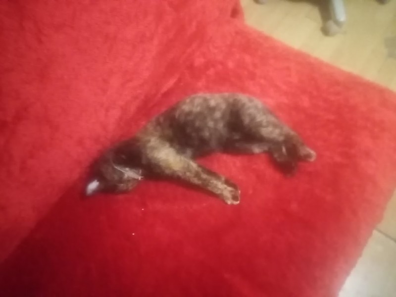 zoza1958 uploaded   16  day/s  ago