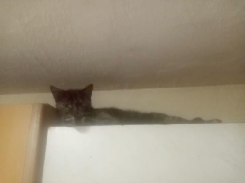 Princess Cicka of the zoza1958 family