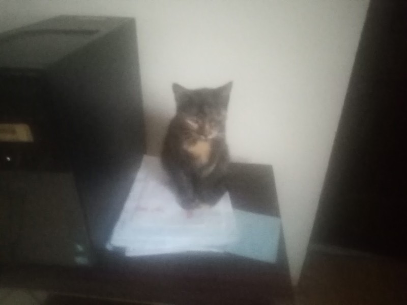 Princess Cicka of the zoza1958 family