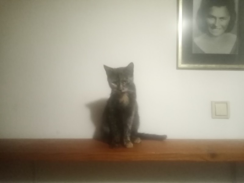 Princess Cicka of the zoza1958 family