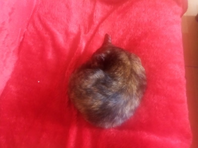 Princess Cicka of the zoza1958 family