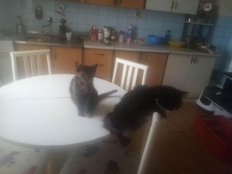 Princess Cicka of the zoza1958 family