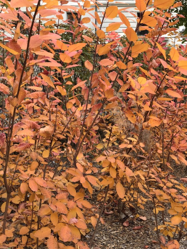 Asiya uploaded   158  day/s  ago