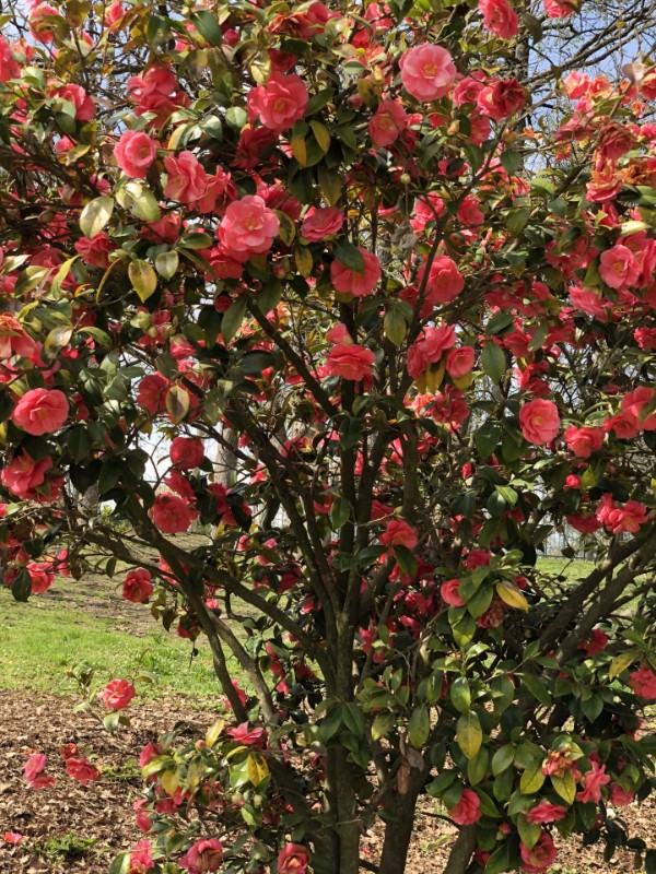 Asiya uploaded   1 year/s ago