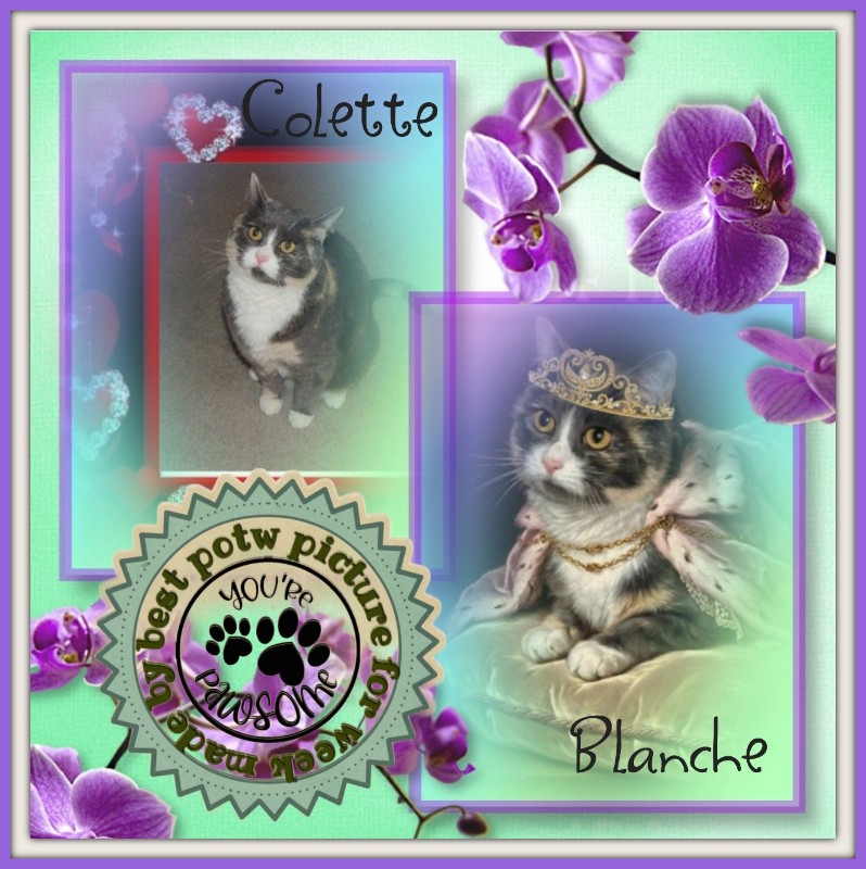 Blanche uploaded   51  day/s  ago