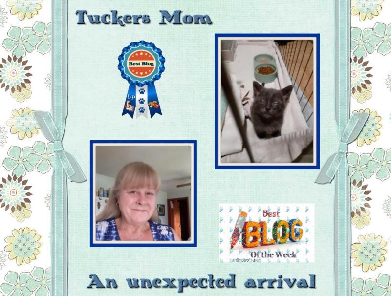 TuckersMom uploaded   1 year/s ago