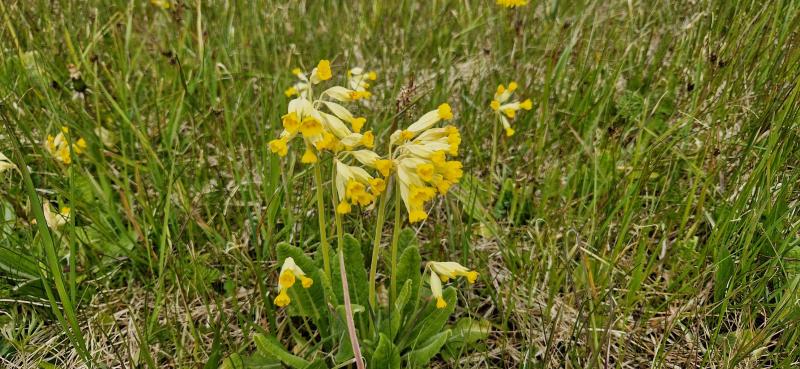 Ulvi2016 uploaded   340  day/s  ago