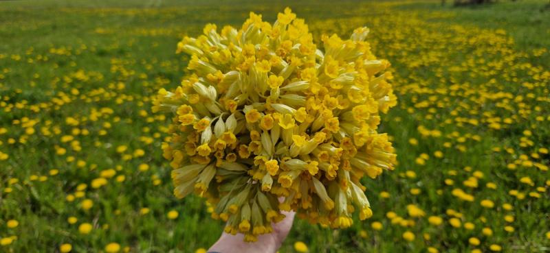 Ulvi2016 uploaded   340  day/s  ago