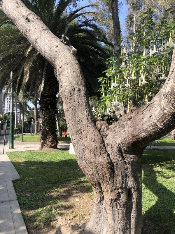 luzcas1106 uploaded   7  day/s  ago