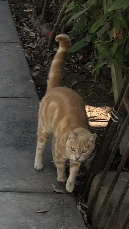 luzcas1106 uploaded   7  day/s  ago