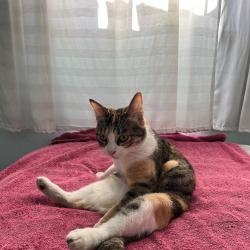 Estrellita (Alejandra)