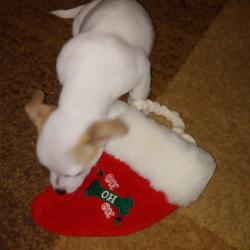 Christmas Cookie Christmas Cookie