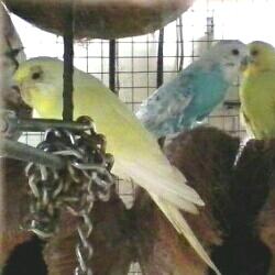 Audrey, Bluey And Sam