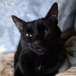 Brody (TuckersMom) Brody & Allie