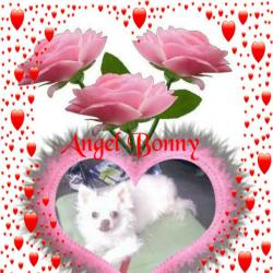 Angel Bonny (WayneShead)