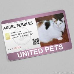 Pebbles (WayneShead)