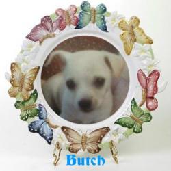 Butch (WayneShead)