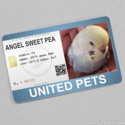 Sweet Pea (WayneShead)