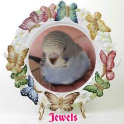 Jewells (WayneShead)
