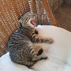 Bliksem (Yvonne1985)