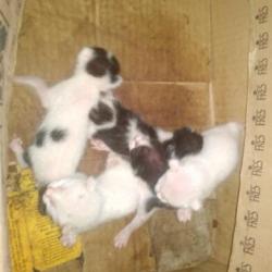 5 Kittens (animallover)