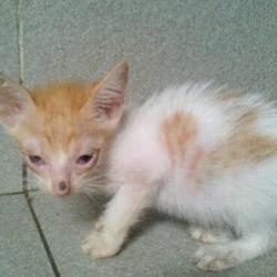 Curtis (animallover)