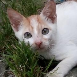 Precious (animallover)