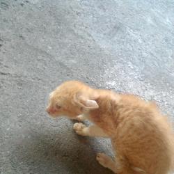 Tam Tam (animallover)