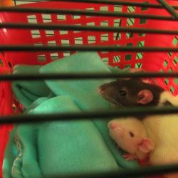 Pic And Nick (bbct549)