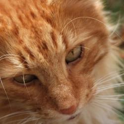 Koty KtÃ³re ZaufaÅ‚y