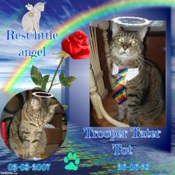 Angel Trooper Tater Tot