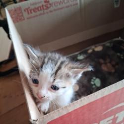 Nugget (ups98)